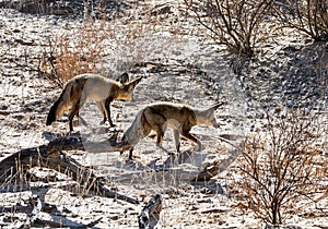 Bat-eared Fox Pair