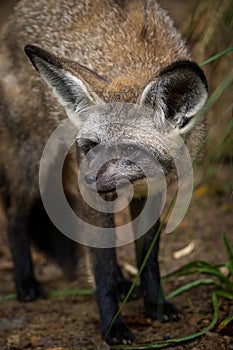 bat-eared fox portrait in nature park