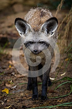 bat-eared fox portrait in nature park