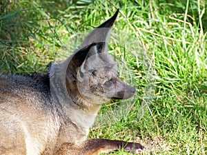 Bat-eared fox portrait
