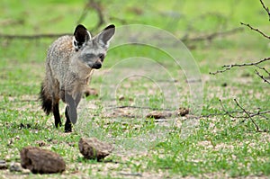 Bat-Eared Fox returning to den