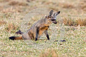 Bat-eared Fox Rising