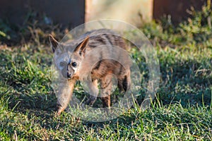 Bat eared fox roaming freely in a Johannesburg game reserve South Africa