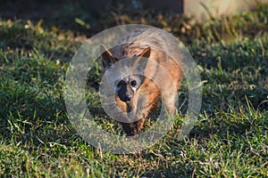 Bat eared fox roaming freely in a Johannesburg game reserve South Africa