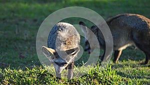 Bat eared fox roaming freely in a Johannesburg game reserve South Africa