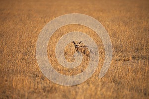 Bat-eared fox
