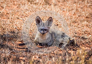 Bat-eared Fox