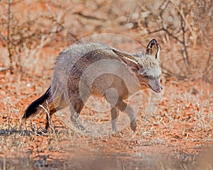 Bat-eared Fox