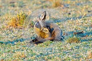 Bat-eared Fox Scratching Ear