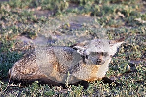 Bat Eared Fox in Serengeti
