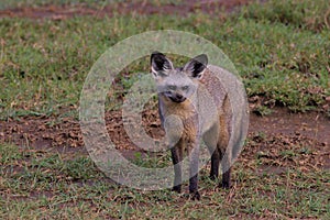 Bat Eared, Fox, Serengeti Plains, Tanzania, Africa