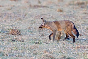 Bat-eared Fox Stalking Prey