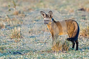 Bat-eared Fox, Standing, Tail Flicking