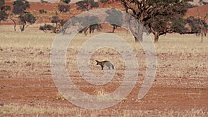 Bat eared fox walking in the Namib desert in Namibia.