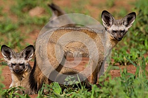 Bat-eared foxes