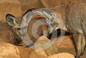 Bat Eared Foxes