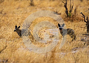Bat-eared Foxes