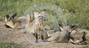 Bat-eared Foxes (Otocyon megalotis) Tanzania