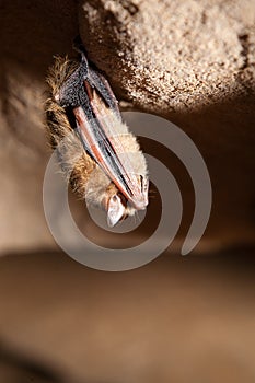 Bat- Eastern Pipistrelle (Perimyotis subflavus)