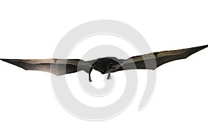 A bat from ecuador flying and isolated against a white background