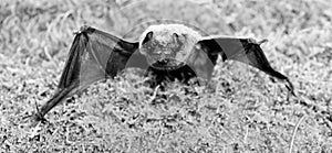 Bat emit ultrasonic sound to produce echo. Bat detector. Ugly bat. Dummy of wild bat on grass. Wild nature. Forelimbs