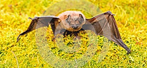 Bat emit ultrasonic sound to produce echo. Bat detector. Ugly bat. Dummy of wild bat on grass. Wild nature. Forelimbs