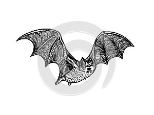 Bat engraving style vector illustration