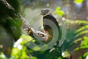 Bat Falcon - Falco rufigularis bird of prey resident breeder in Mexico, Central and South America, Trinidad, long known as Falco