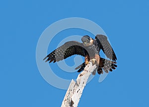 A Bat Falcon, Falco rufigularis, stretching and preening on a bright sunny day