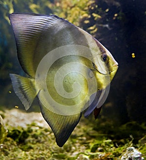 Bat fish 1