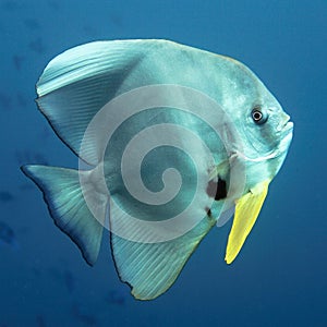 Bat fish