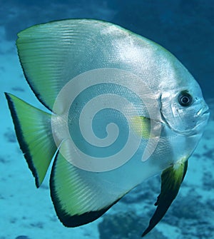 Bat fish