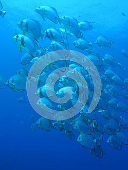 Bat fish - deep blue