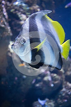 Bat Fish - The Marine Life Park, Sentosa, Singapore