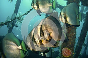 Bat fish (Plantax Batavianus) in the filipino sea December 13, 2011