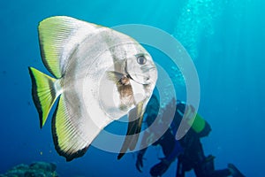 Bat fish portrait diving in maldives