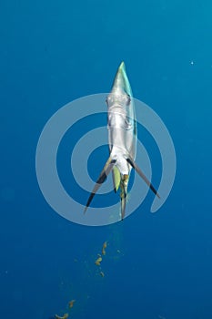 Bat fish portrait