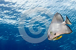 Bat fish portrait
