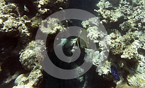 A bat fish swimming in the sea