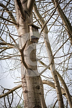 a bat flat box hangs on a tree trunk