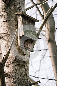 a bat flat box hangs on a tree trunk