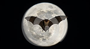 A bat flies with outstretched wings against a backdrop of a full moon, highlighting photo