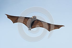 Bat flying on blue sky background