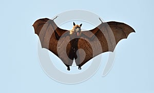 Bat or Flying Dog