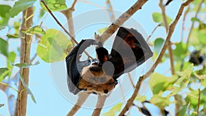 Bat flying fox hanging on a tree