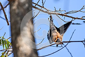 Bat (Flying fox) hanging on a tree