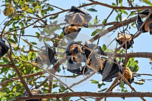 Bat (Flying fox) hanging on a tree