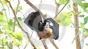 Bat Flying fox hanging on a tree