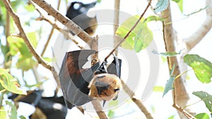 Bat Flying fox hanging on a tree