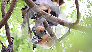 Bat Flying fox hanging on a tree